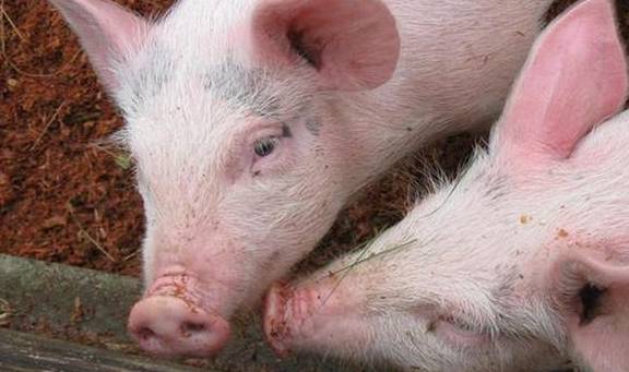 育肥猪的饲养管理秘诀，早学早受益！