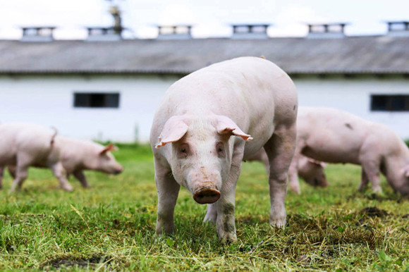 如何判断生猪是否患得支原体肺炎？如何进行防治？