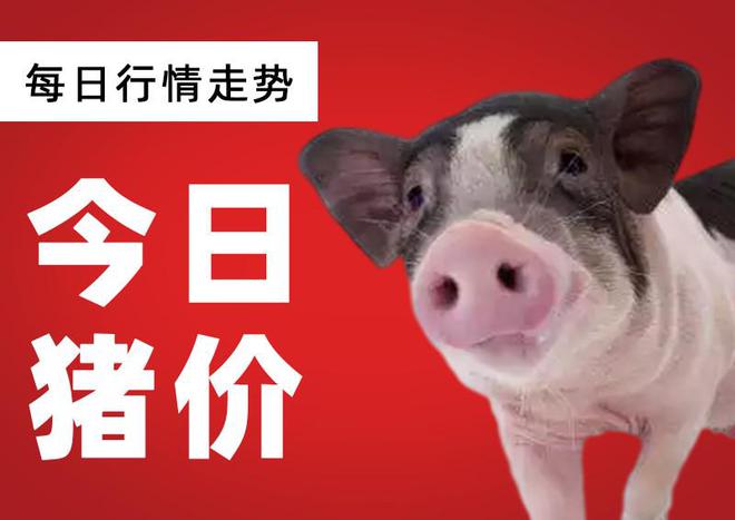 5月18日猪价：行情难抬头，养殖户被逼入“绝境”，还要谨防被“割韭菜”？