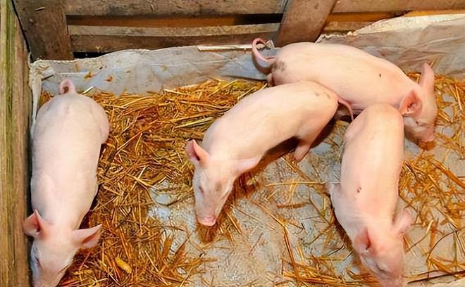 2023年05月19日全国各省市20公斤仔猪价格行情报价，预计二季度仔猪育肥或面临亏损？