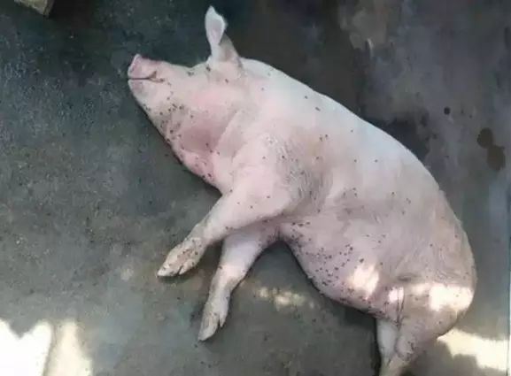 老母猪不吃食