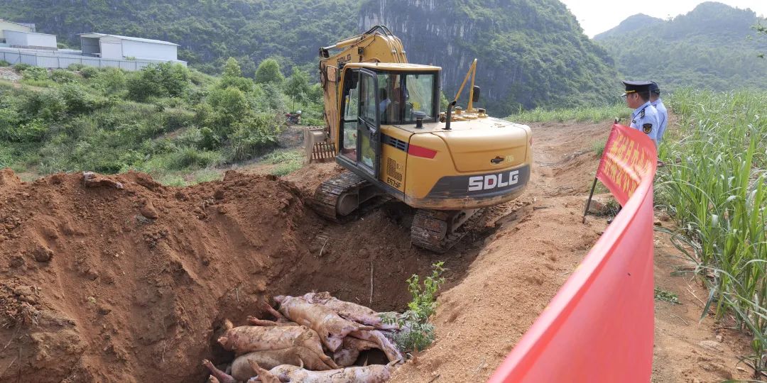 非法私宰生猪涉案物品销毁
