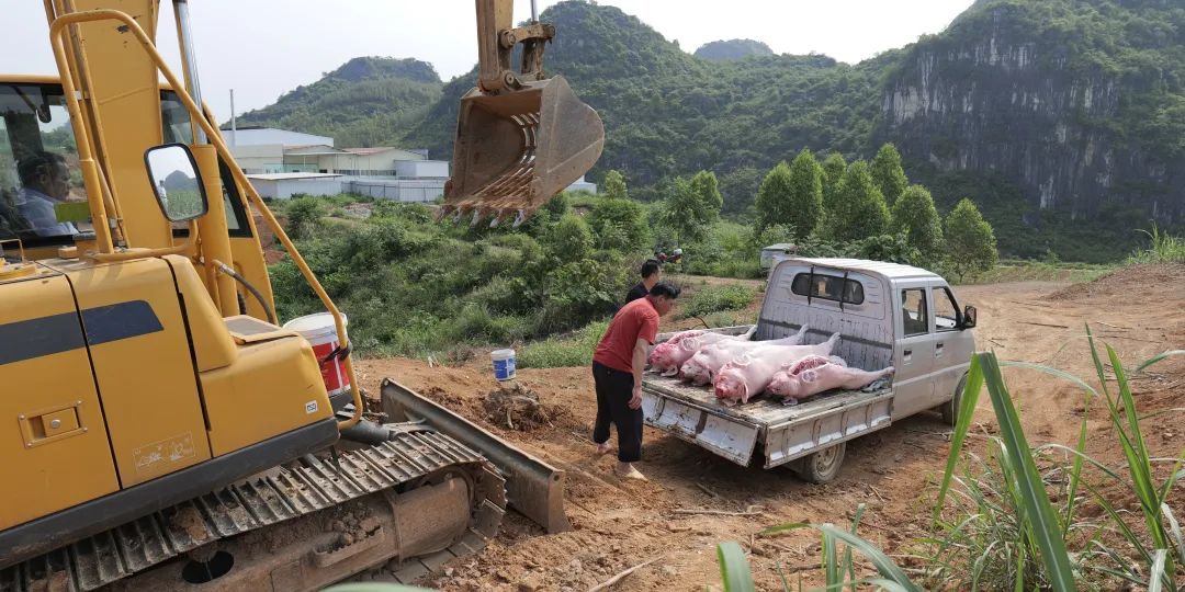 非法私宰生猪涉案物品销毁