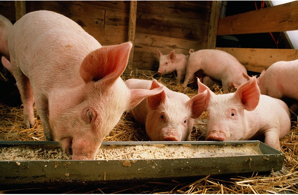 猪场要想提高养殖效益，这5个饲喂关键别忽视！