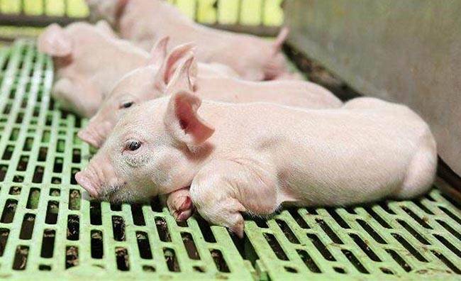 2023年05月20日全国各省市10公斤仔猪价格行情报价，养猪持续亏损，仔猪价格为何持续高位盘整？