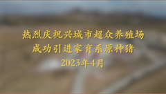 兴城市超众养殖场成功引进家育系原种猪！现场视频来了！