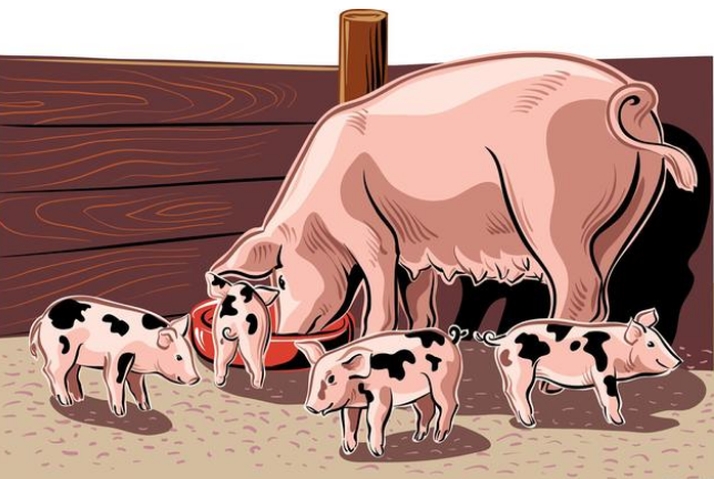 经产孕猪猝死，什么原因？预防办法来了，很实用