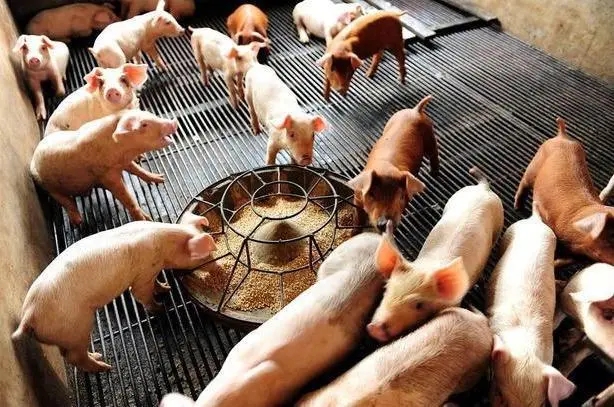 养猪没那么简单，使用猪饲料容易产生的三个误区