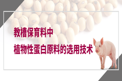 教槽料蛋白：教槽保育料中植物性蛋白原料的选用技术