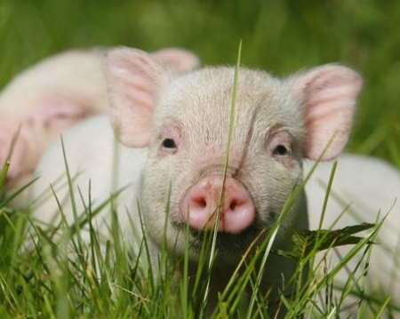 2023年05月23日全国各省市20公斤仔猪价格行情报价，商品猪长时间亏损，仔猪盈利为何依旧坚挺？