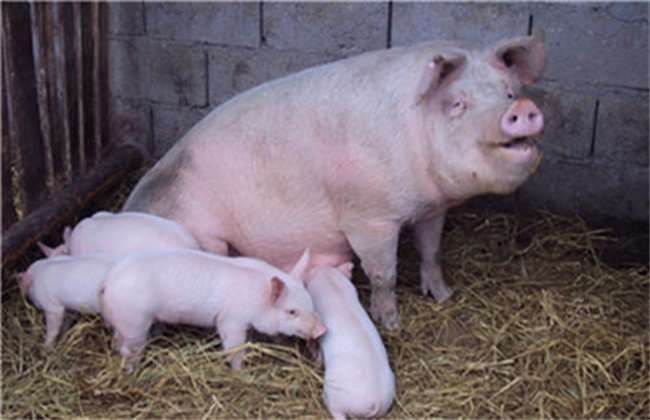 ​分娩母猪常用的西药，你都知道吗？
