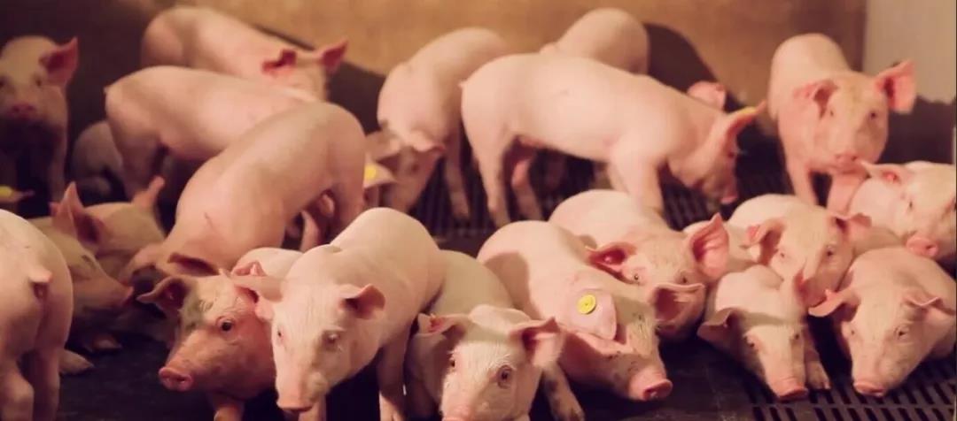 多养了一批猪？液态料和发酵料应用经济效益分析