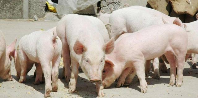 小猪可以吃大猪料吗？小猪料和大猪料有哪些区别？