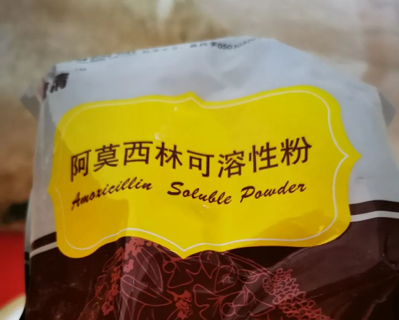 养猪经常会用到阿莫西林，你会正确使用吗？这样用，养猪成本省很多