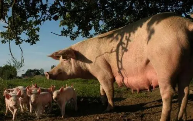2023年05月26日全国各省市种猪价格报价表，仔猪价格高位带动淘汰母猪价格偏高运行
