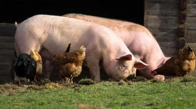 产能去化缓慢，能繁母猪预计难有明显下降空间？