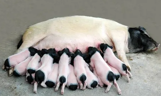 提高仔猪成活率是养猪盈利的关键，9个提高仔猪成活率的措施！