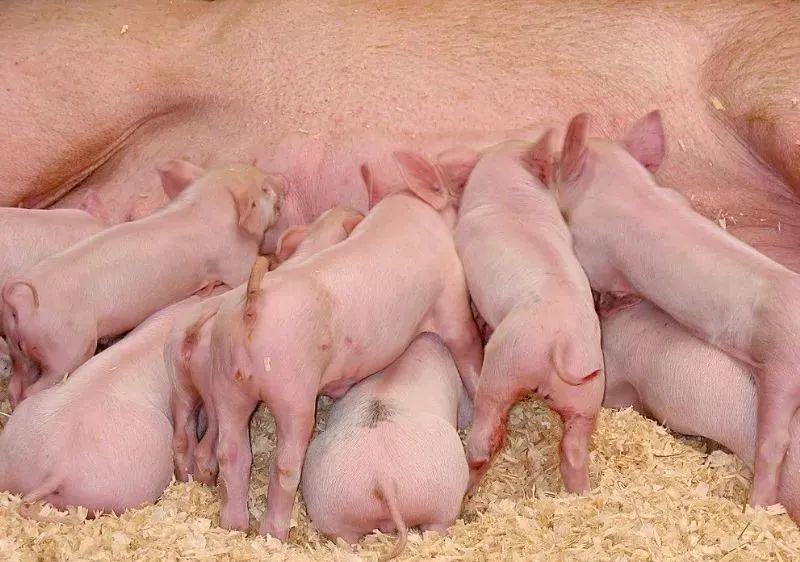 仔猪生长缓慢是什么原因？这些原因都会影响仔猪生长