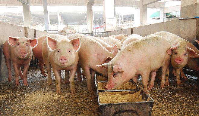 猪饲料发酵湿喂优点及技术，值得一看！