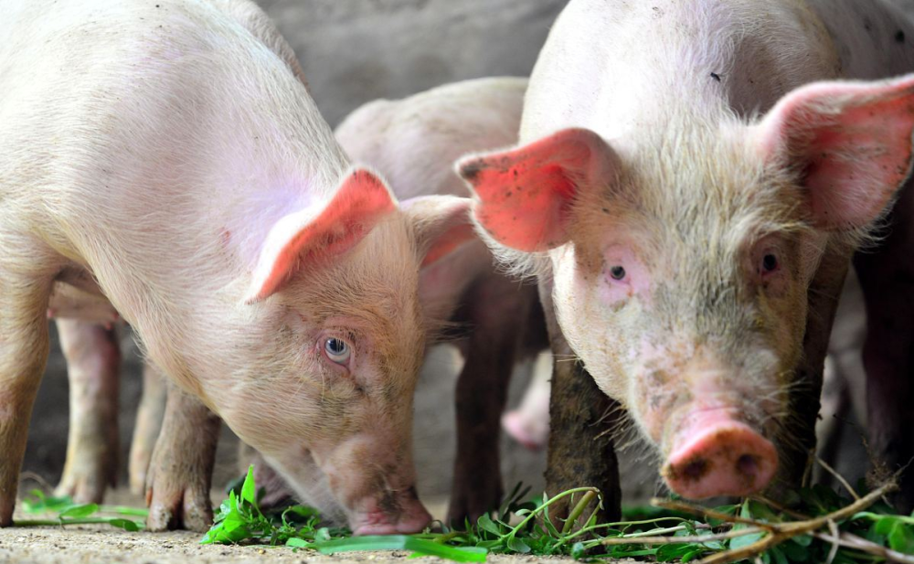 7元/斤仍是猪价难以“逾越”的关口，猪价磨底的表现将延续至6月中旬！