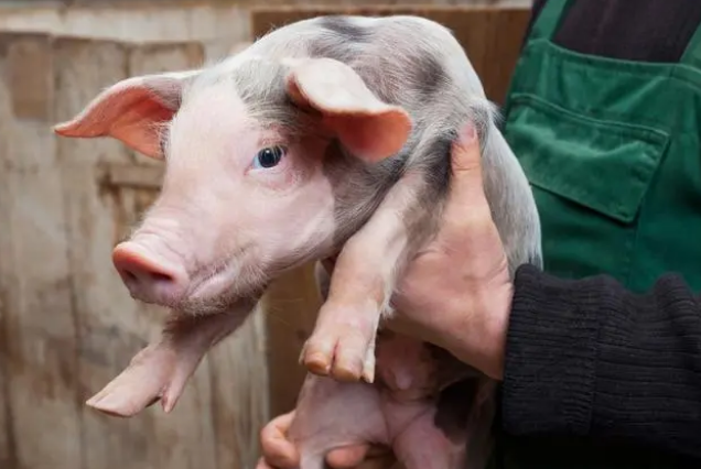 2023年05月29日全国各省市20公斤仔猪价格行情报价，仔猪价格持续高位，是为何？是虚高吗？