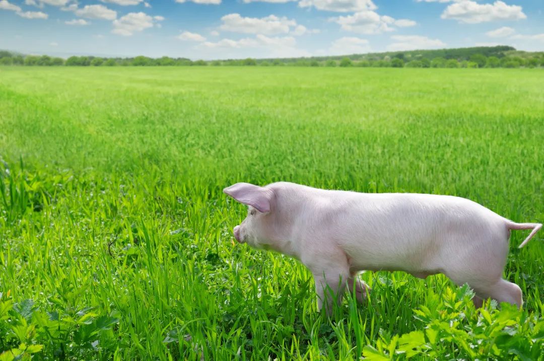 放养猪如何解决环保问题？放养猪+微生物技术能够让猪肉“土味十足”