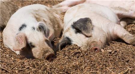 猪胀气突然死亡，原来是猪产气荚膜梭菌在作怪，如何治疗？