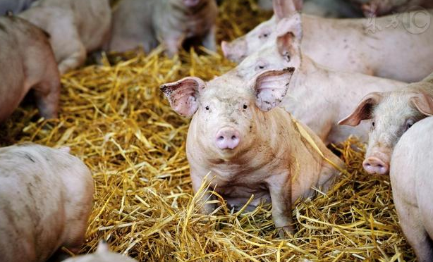 猪咳嗽的8大原因！养猪户一定要对症下药，不可盲目用药！