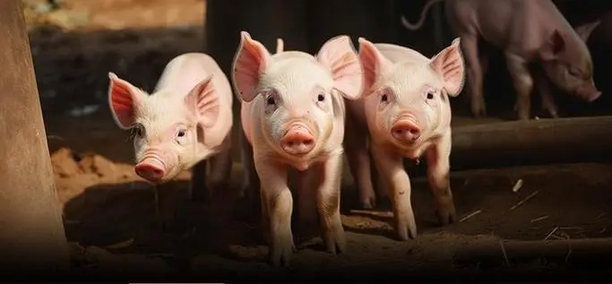 2023年05月31日全国各省市10公斤仔猪价格行情报价，养殖成本处于高位，仔猪还能补栏吗？