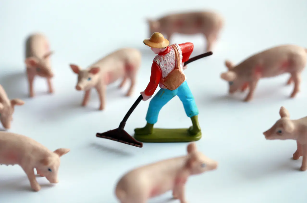 二季度可能续亏，下半年养猪能否扭亏为盈？