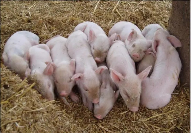 2023年06月02日全国各省市15公斤仔猪价格行情报价，仔猪价格出现明显回落，会一跌不起吗？