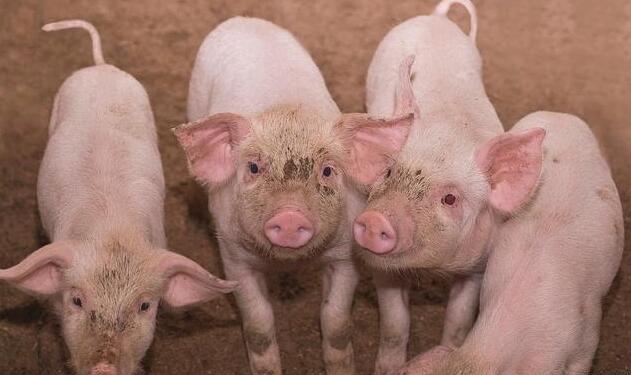 猪风湿病临床症状有哪些？你识别得了猪风湿病吗？
