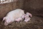 2023年06月03日全国各省市种猪价格报价表，生猪养殖连亏5个月，为何养殖户不愿大量淘汰母猪？