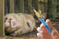 猪场伪狂犬疫苗，滴鼻形式有哪些好处？