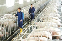 猪场越来越难留住人，为什么会出现这情况？