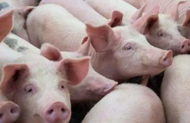 2023年06月04日全国各省市外三元生猪价格，继续下滑，猪价反弹无力