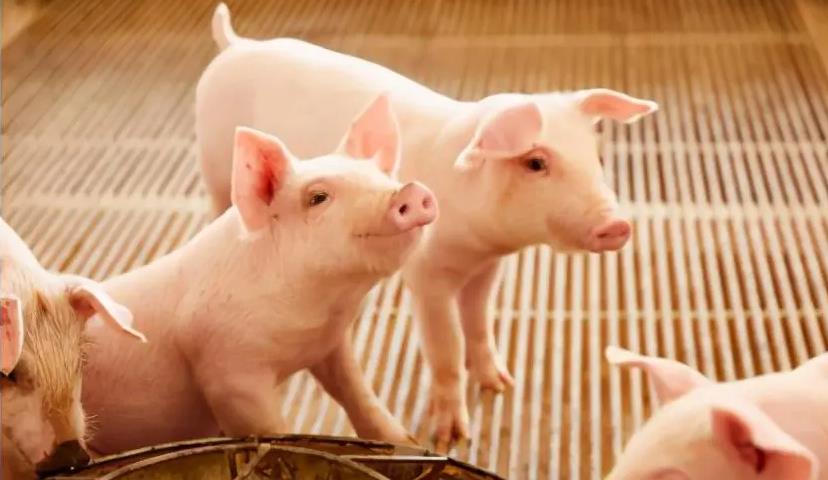 2023年06月04日全国各省市20公斤仔猪价格行情报价，生猪价格低迷，仔猪价格涨势难以持续