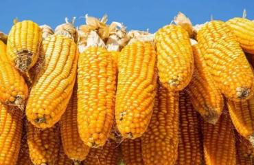 2023年06月04日全国各省市玉米价格行情，震荡偏强，贸易商挺价情绪转浓