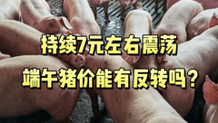 6月8日生猪价格：涨也涨不动，跌也跌不了，端午猪价会有反转吗？