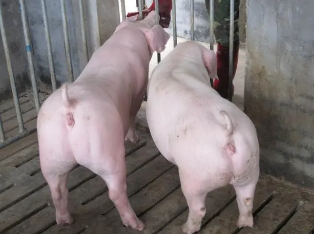 2023年06月08日全国各省市种猪价格报价表，养殖企业大幅淘汰母猪意愿不强，母猪产能去化慢！