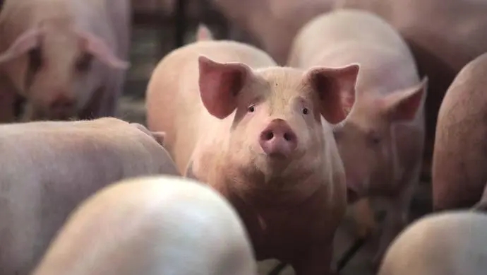 养猪就是养温度，如何做到有效控制猪群的温度？经验介绍