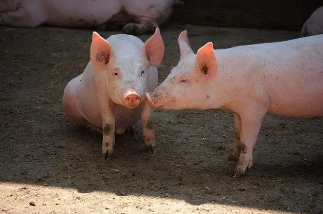 关于猪场消毒的方法和注意事项，看这一篇文章就够了！
