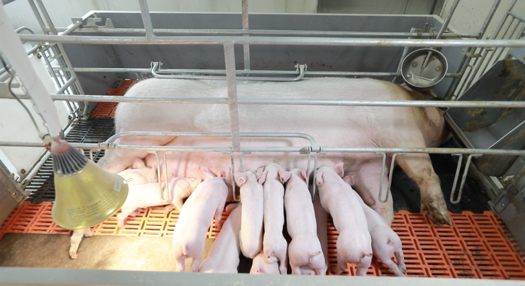 猪产业如何发展？新希望六和成立猪BG，精耕细作推动养猪成本持续下降
