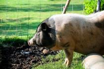 夏天母猪产前产后不吃的主要原因和解决方案，你学到了吗？