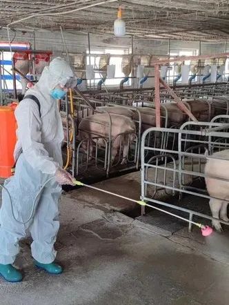 防止疾病的发生，猪场该如何做好消毒工作？