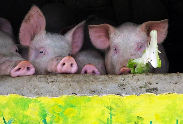 多年养猪、治猪病的经验！9种常见的引起猪腹泻的疾病