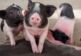 夏季发病率增加，如何预防仔猪夏季坏死性皮炎？
