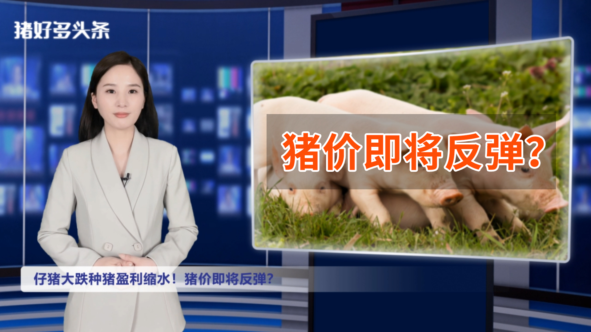 卖一头猪亏112.86元！仔猪大跌种猪盈利缩水！产能去化将加速？