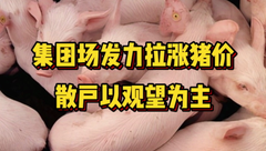6月12日生猪价格：整体维稳！集团场发力拉涨猪价，端午猪价能否涨一波？