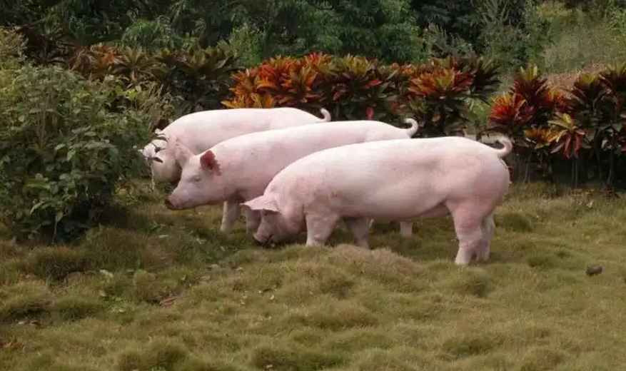 要想养好猪，种猪的９个选育阶段不可忽略！